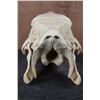 Image 7 : *Rarely Seen* XL CAPIBARA Skull with All the Teeth