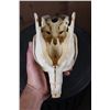 Image 8 : *Rarely Seen* XL CAPIBARA Skull with All the Teeth