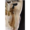 Image 9 : *Rarely Seen* XL CAPIBARA Skull with All the Teeth