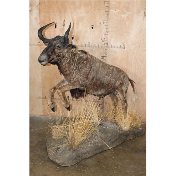 Life-sized BLACK WILDEBEEST Mounted on a Decorative Base with Wheels