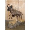 Image 1 : Life-sized BLACK WILDEBEEST Mounted on a Decorative Base with Wheels