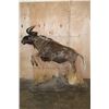 Image 2 : Life-sized BLACK WILDEBEEST Mounted on a Decorative Base with Wheels