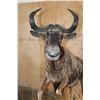 Image 4 : Life-sized BLACK WILDEBEEST Mounted on a Decorative Base with Wheels