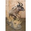 Image 5 : Life-sized BLACK WILDEBEEST Mounted on a Decorative Base with Wheels