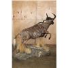 Image 6 : Life-sized BLACK WILDEBEEST Mounted on a Decorative Base with Wheels