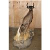 Image 7 : Life-sized BLACK WILDEBEEST Mounted on a Decorative Base with Wheels