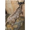 Image 8 : Life-sized BLACK WILDEBEEST Mounted on a Decorative Base with Wheels