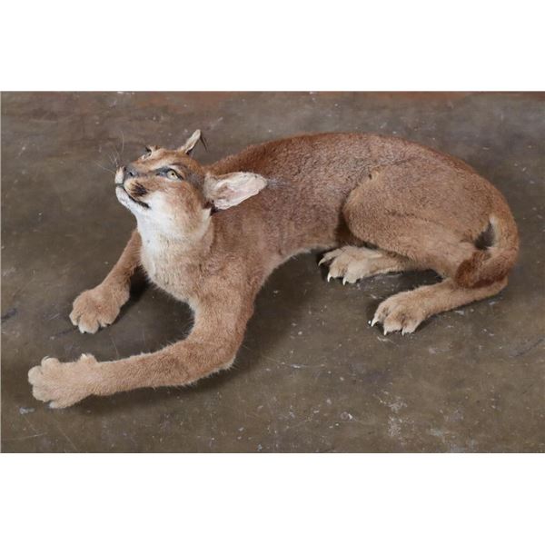 Life-sized "Laying" or Freestanding CARACAL CAT