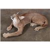 Image 1 : Life-sized "Laying" or Freestanding CARACAL CAT