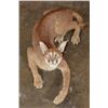 Image 2 : Life-sized "Laying" or Freestanding CARACAL CAT