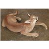 Image 3 : Life-sized "Laying" or Freestanding CARACAL CAT
