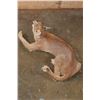 Image 5 : Life-sized "Laying" or Freestanding CARACAL CAT