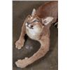 Image 6 : Life-sized "Laying" or Freestanding CARACAL CAT