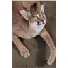 Image 7 : Life-sized "Laying" or Freestanding CARACAL CAT