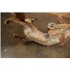Image 8 : Life-sized "Laying" or Freestanding CARACAL CAT