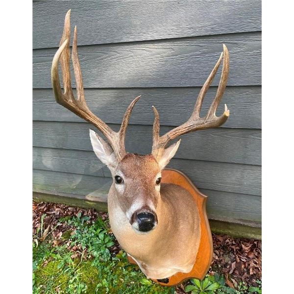 Big 8-Point KING RANCH South Texas WHITETAIL DEER Shoulder Mount