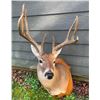 Image 1 : Big 8-Point KING RANCH South Texas WHITETAIL DEER Shoulder Mount