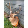 Image 2 : Big 8-Point KING RANCH South Texas WHITETAIL DEER Shoulder Mount