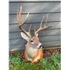 Image 3 : Big 8-Point KING RANCH South Texas WHITETAIL DEER Shoulder Mount