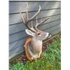 Image 4 : Big 8-Point KING RANCH South Texas WHITETAIL DEER Shoulder Mount
