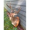 Image 5 : Big 8-Point KING RANCH South Texas WHITETAIL DEER Shoulder Mount