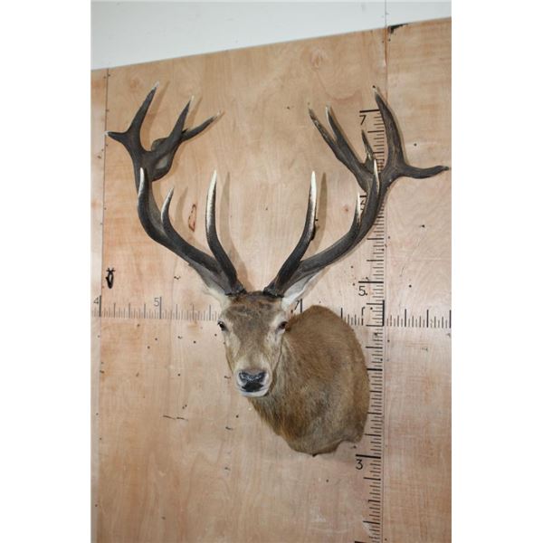 Big 18-Point RED STAG Shoulder Mount