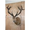 Image 1 : Big 18-Point RED STAG Shoulder Mount