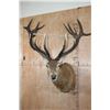 Image 2 : Big 18-Point RED STAG Shoulder Mount