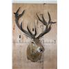 Image 3 : Big 18-Point RED STAG Shoulder Mount