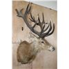 Image 4 : Big 18-Point RED STAG Shoulder Mount