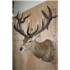 Image 5 : Big 18-Point RED STAG Shoulder Mount