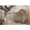 Image 6 : Big 18-Point RED STAG Shoulder Mount