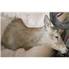 Image 7 : Big 18-Point RED STAG Shoulder Mount