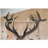 Image 8 : Big 18-Point RED STAG Shoulder Mount