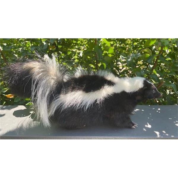 *New* Striped Freestanding Life-sized SKUNK Mount
