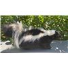 Image 1 : *New* Striped Freestanding Life-sized SKUNK Mount