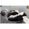 Image 2 : *New* Striped Freestanding Life-sized SKUNK Mount