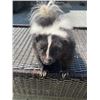 Image 3 : *New* Striped Freestanding Life-sized SKUNK Mount