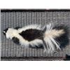 Image 4 : *New* Striped Freestanding Life-sized SKUNK Mount