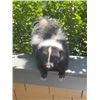 Image 5 : *New* Striped Freestanding Life-sized SKUNK Mount