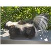 Image 6 : *New* Striped Freestanding Life-sized SKUNK Mount