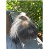 Image 7 : *New* Striped Freestanding Life-sized SKUNK Mount