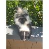 Image 8 : *New* Striped Freestanding Life-sized SKUNK Mount