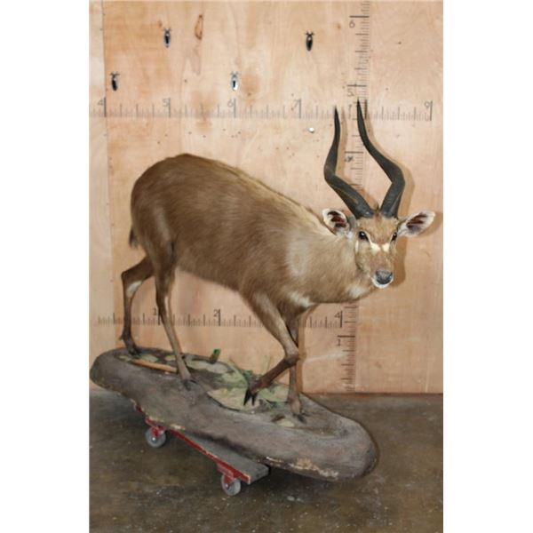 Life-sized FOREST SITATUNGA on a Decorative Base