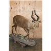 Image 1 : Life-sized FOREST SITATUNGA on a Decorative Base