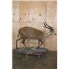 Image 2 : Life-sized FOREST SITATUNGA on a Decorative Base