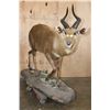 Image 3 : Life-sized FOREST SITATUNGA on a Decorative Base