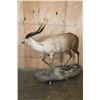 Image 4 : Life-sized FOREST SITATUNGA on a Decorative Base