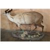 Image 5 : Life-sized FOREST SITATUNGA on a Decorative Base