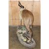 Image 6 : Life-sized FOREST SITATUNGA on a Decorative Base